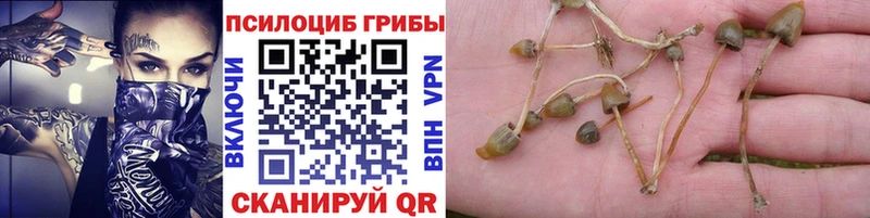 Галлюциногенные грибы Cubensis купить наркотики сайты блэк спрут ССЫЛКА Подольск